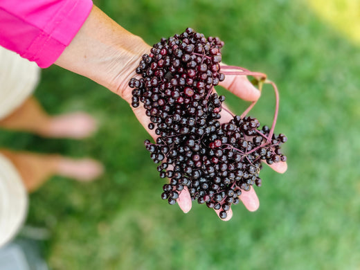 Arm holding out a bunch of elderberries