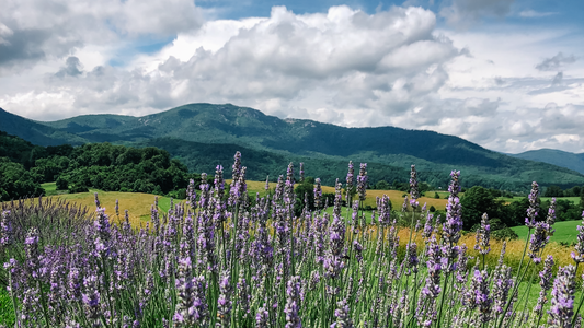 Old Rag Mountain in the pan of the Blue Ridge Mountains with fields and lavender flowers below.