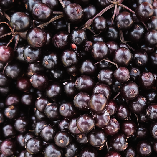 Elderberry All Year Long