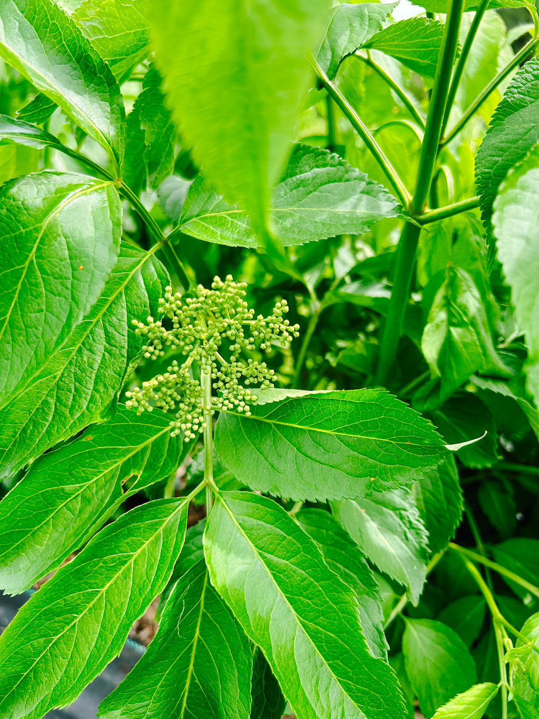 Close up image of green elderberry buds on a elder bush. 