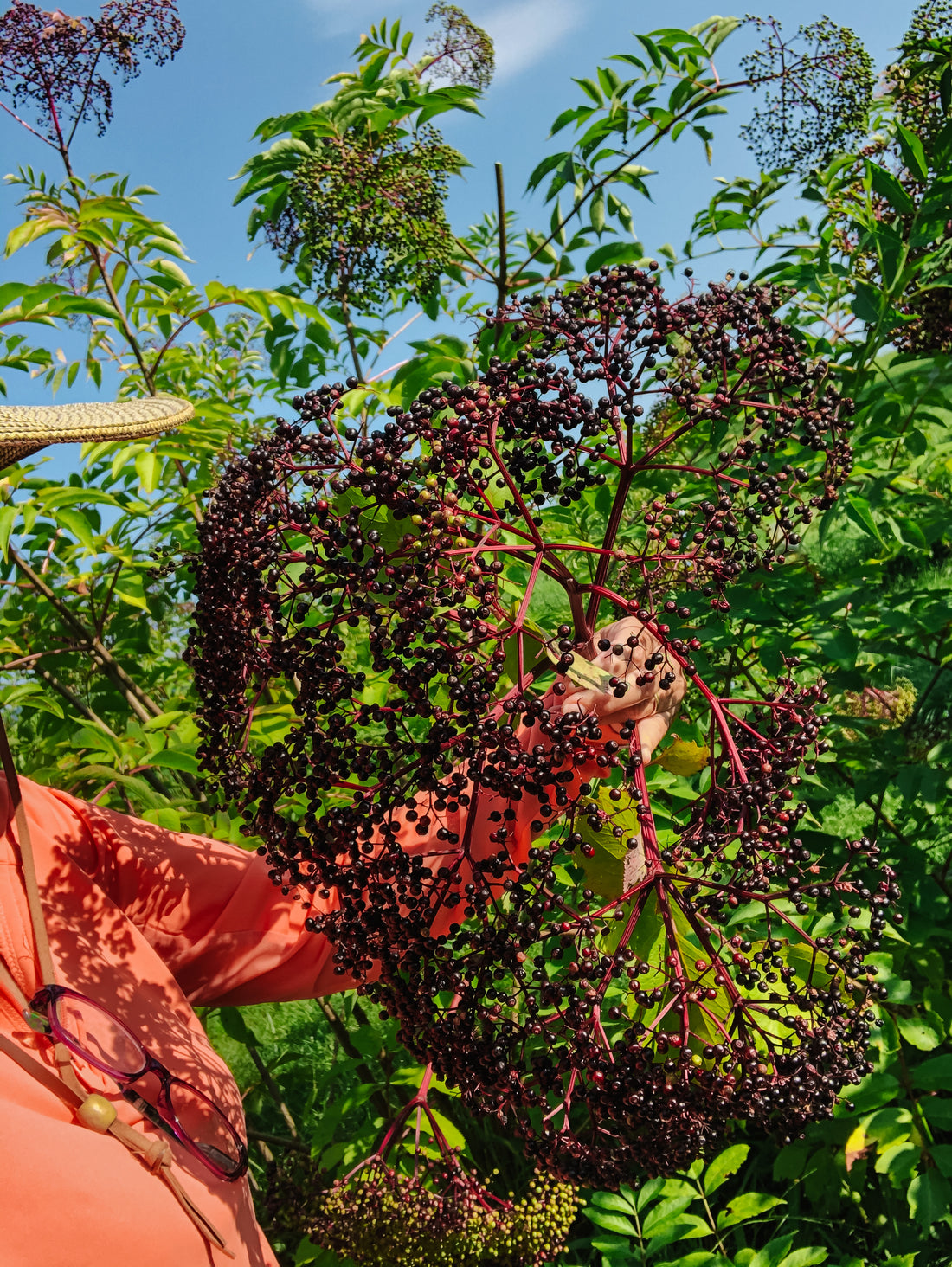 Harvest Season